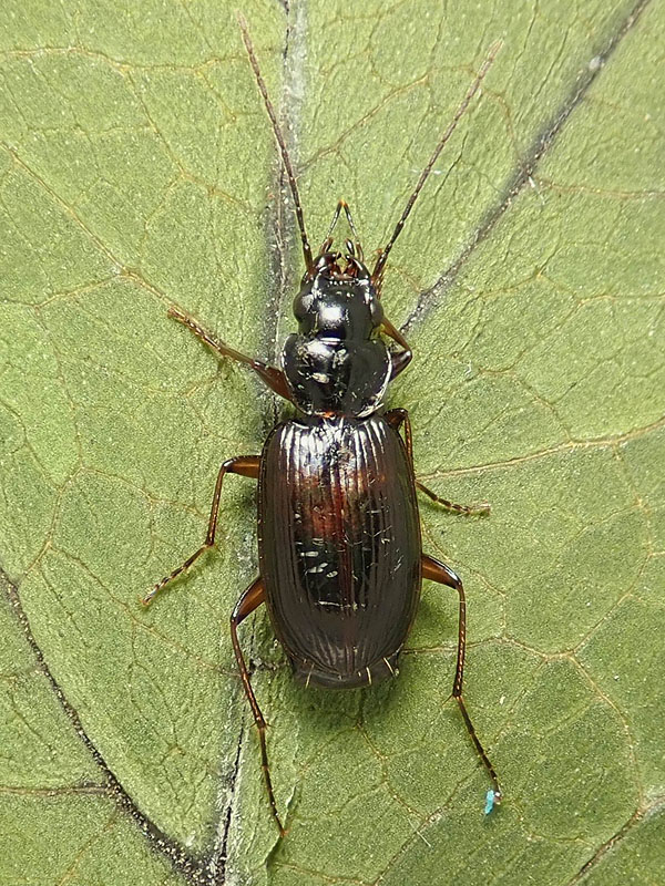 Carabidae da identificare